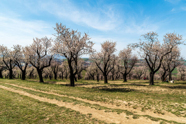 Almond tree orchard above Hustopece