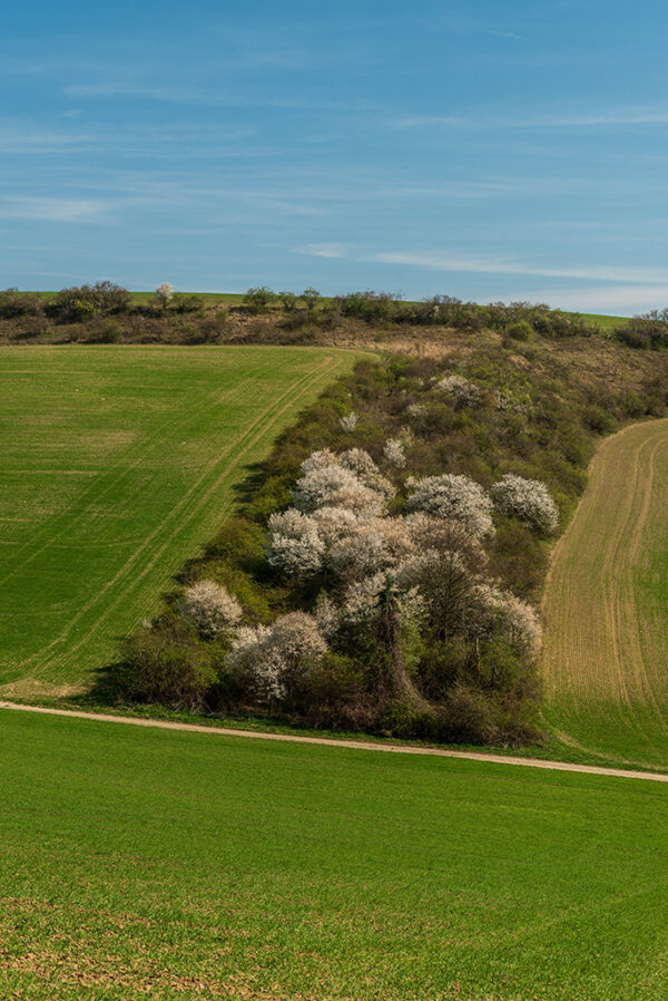 Springtime above Boleradice