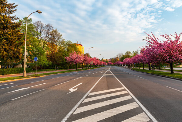 Sakura tree alley in Karvina