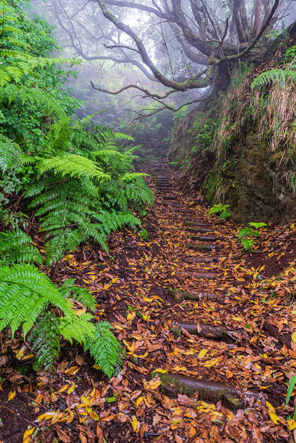 Misty laurel forest