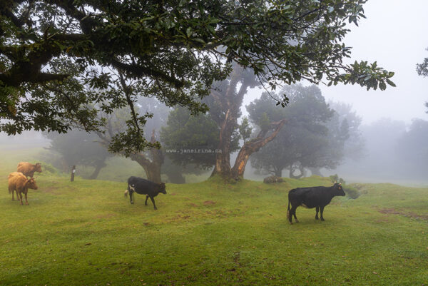 Misty morning on Fanal